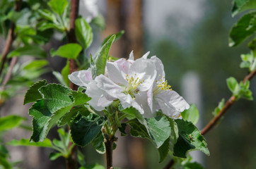 apple tree in blossom in springtime