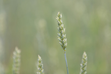 Wheat ear grows in the field. Selective focus.