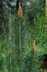 young pine branch in forest