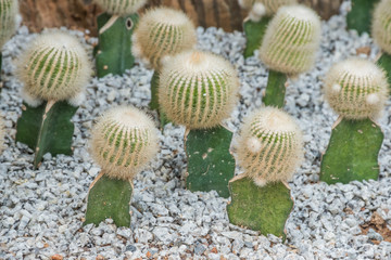 Closeup small green gymnocalycium mihanovichii cactus in gravel. Cactus in the garden.