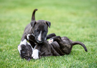 Two miniature bull terrier puppies playing