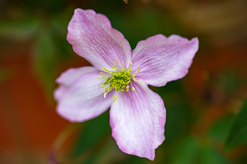 Fototapeta premium close up of a flower