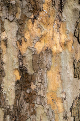 texture from a bark of a tree