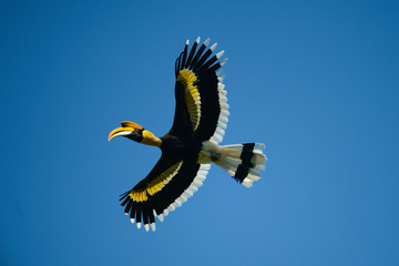Great Indian Hornbill from Evergreen Indian Forest