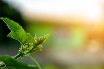 green leaves copy Space used for making websites or magazines background.