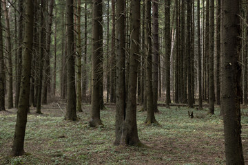 dense coniferous forest landscape with sunbeams © Artem