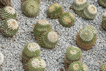 Small green cactus garden. Cactus diversity in different forms and size in the garden. Cactus in nongnooch garden Pattaya, Thailand.