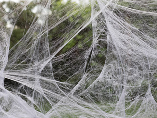 white spider web on green natural background