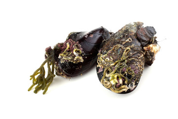 Mussels with alga
