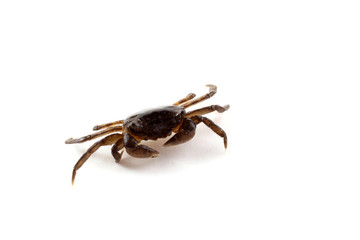Little crab