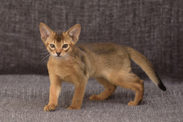 Brown abyssinian cat standing on grey blanket