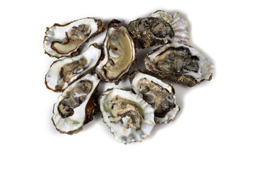 Opened oysters