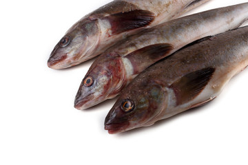 Sea bass