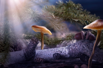 Fantasy enchanted fairy tale forest with mushrooms, magical mystical glowing light beam, moon rays shining in dark blue night, log and fir trees in fairytale magic deep mystic woods, fictional world