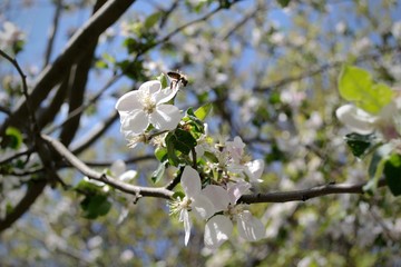 apple tree blossom