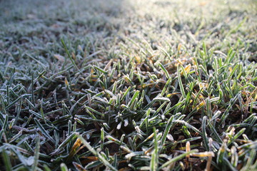 frozen grass