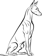 Vector illustration of Pharaoh hound dog sitting