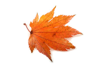 Autumn maple leaf