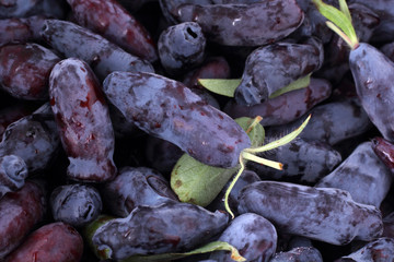 Honeysuckle berries background