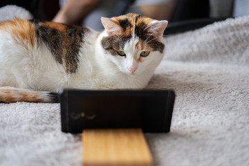 A white cat with a red hair is lying on the bed and is looking at her smartphone.
