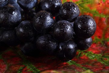 Black wine grape on autumn leaf