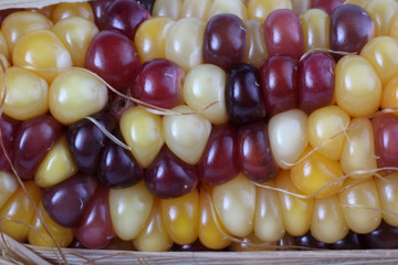 Multicolor corn
