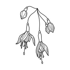 Outline Fuchsia Flower. Line drawing Botanical tropical plant In a Modern Minimalist Style. Vector Illustration.