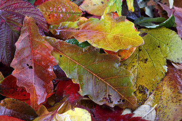Autumn leaves background