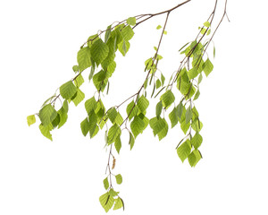 Sprig of birch with young foliage, on white background
