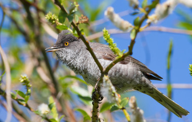 Barred Warbler, Sylvia nisoria. Bird peeking out from a dense bush and sings in the early morning