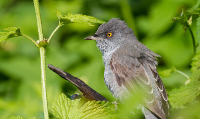 Barred Warbler, Sylvia nisoria. Bird peeking out from a dense bush and sings in the early morning