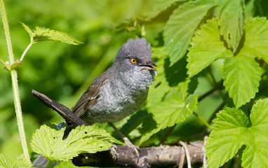 Barred Warbler, Sylvia nisoria. Bird peeking out from a dense bush and sings in the early morning