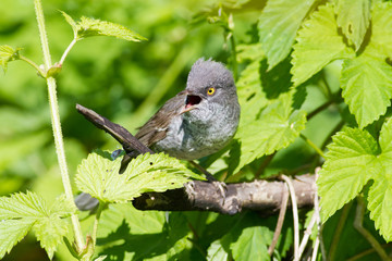 Barred Warbler, Sylvia nisoria. Bird peeking out from a dense bush and sings in the early morning