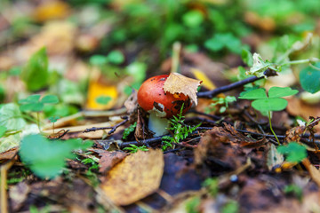Edible small mushroom Russula with red russet cap in moss autumn forest background. Fungus in the natural environment. Big mushroom macro close up. Inspirational natural summer or fall landscape.