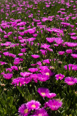 Hot pink flowers in a field