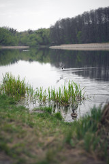 lake in the forest with ducks