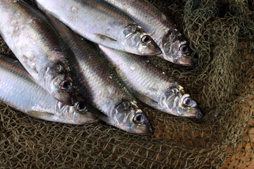 Herring on net