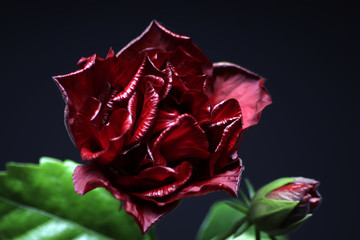 Fototapeta na wymiar single red rose