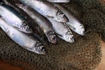 Herring on net