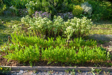 Au potager - rang de carottes et panais devant de la bourrache  