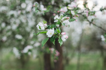 Branch of a blossoming apple tree in a spring garden.