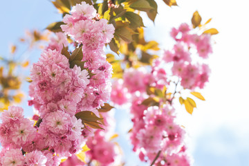 Amazing pink cherry blossoms on the Sakura tree in a blue sky.