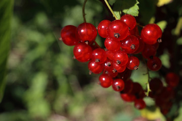 Growing red currant