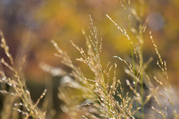 Thin shoots of field grass in the summer sun