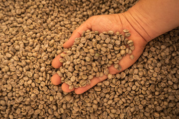 close up hand holding dried coffee beans