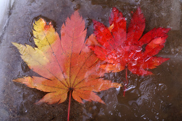 Iced autumn maple leaves