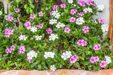 Pervenches de Madagascar, plante médicinale 