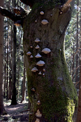 Obraz premium Trees covered with mushrooms