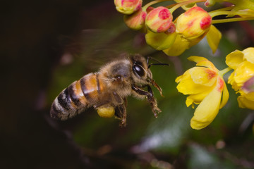 Foraging bee flying in front of a yellow flower looking for pollen
