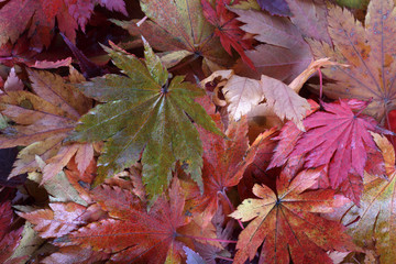 Autumn leaves background